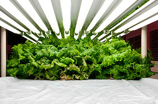 Hokkaidō’s Space-Age Transgenic Strawberry Factory | Plant Molecular Farming | Scoop.it