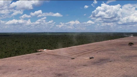 Déforestation : la forêt du Cerrado, au Brésil, menacée par la production de soja | Biodiversité - @ZEHUB on Twitter | Scoop.it