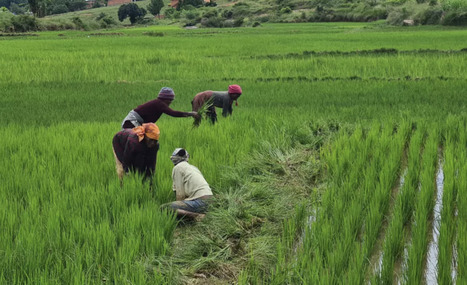 ALIMENTATION : Croiser du riz africain et du riz asiatique: vers un nouveau riz OGM?&nbsp; | ALIMENTATIONS | Scoop.it