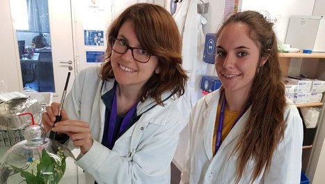 [INP-Recherche] Ces chercheurs toulousains recréent le parfum du muguet | InMédias | Scoop.it