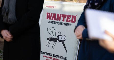 Alsace. Des conditions m&eacute;t&eacute;o &laquo;&nbsp;id&eacute;ales pour le moustique tigre ce printemps&nbsp;&raquo; | Alsace Actu | Scoop.it