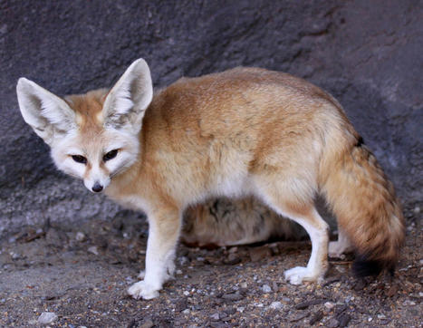 Partez à la rencontre de l'adorable fennec, le plus petit prédateur du désert du Sahara | Les déserts dans le monde | Scoop.it