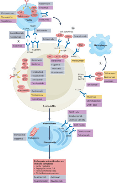 Lupus nephritis | Nature Reviews Disease Primers | AUTOIMMUNITY | Scoop.it