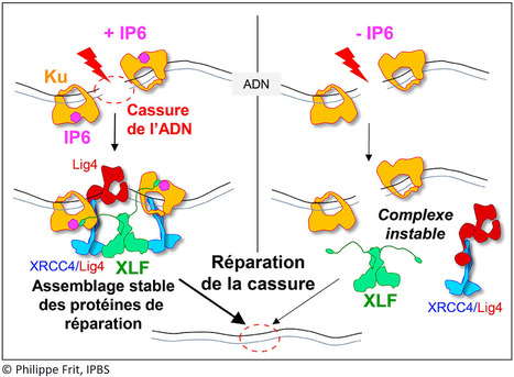 L&rsquo;acide phytique : une petite mol&eacute;cule qui aide &agrave; r&eacute;parer les cassures de l&rsquo;ADN | Life Sciences Universit&eacute; Paris-Saclay | Scoop.it
