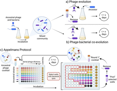 Harnessing &lsquo;phage training&rsquo; to bolster the therapeutic potential of bacteriophages | cin | RMH | Scoop.it
