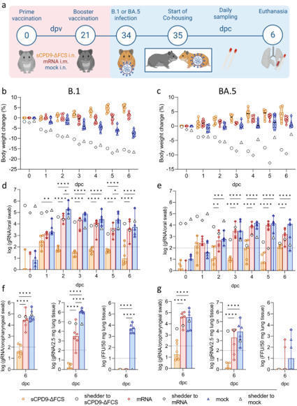 An intranasal live-attenuated SARS-CoV-2 vaccine limits virus transmission | Nature Communications | Mucosal Immunity | Scoop.it