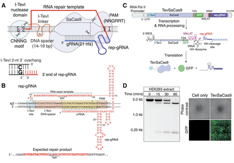 Harnessing RNA-based DNA repair pathways for targeted gene editing | Brvbe | RMH | Scoop.it