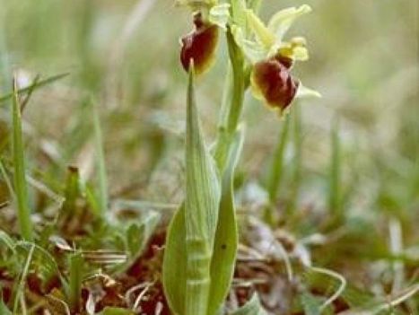 Voici pourquoi les l'orchidée sauvage "ophrys araignée" pourrait disparaître   | Agir pour la biodiversité ! | Scoop.it