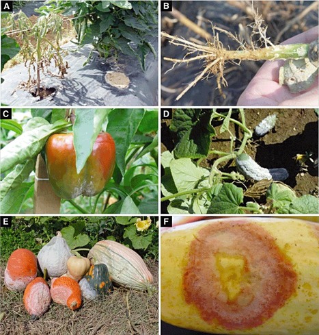 Mol Plant Pathology: The oomycete broad-host-range pathogen Phytophthora capsici | Plants and Microbes | Scoop.it