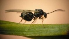 Le défi pour sauver la châtaigne corse continue | Variétés entomologiques | Scoop.it