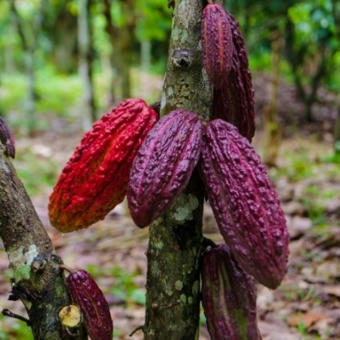 Sharing farmer data is key to eliminating deforestation and boosting sustainable cocoa supply chain | Supply chain News and trends | Scoop.it