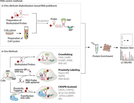 Decoding RNA–Protein Interactions: Methodological Advances and Emerging Challenges | AdvS | RMH | Scoop.it