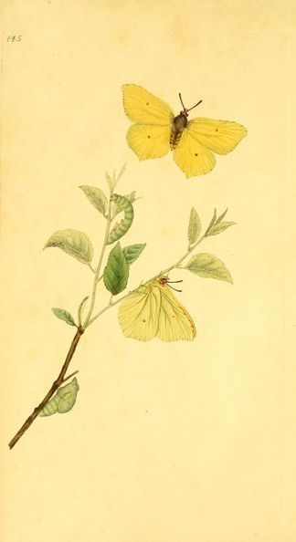 Gravures dessins de papillons Piérides | Variétés entomologiques | Scoop.it
