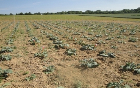 Des odeurs pour lutter contre les insectes ravageurs des cultures | EntomoNews | Scoop.it