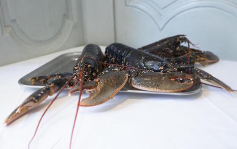 Le homard bleu, embl&egrave;me d&rsquo;un produit de qualit&eacute; | Alimentation G&eacute;n&eacute;rale | AG | IPCI : Ing&eacute;nierie de Produits &agrave; l'interface Cuisine-Industrie | Scoop.it