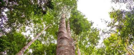 Vivre la FORÊT : quand la recherche forestière entreprend un pas de côté | CIHEAM Press Review | Scoop.it