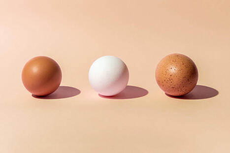 Eating Eggs Could Be the Secret to Better Memory, Study Says | Best  Healthy Living Scoops | Scoop.it