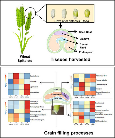 Spatial distribution of proteins and metabolites in developing wheat grain and their differential regulatory response during the grain filling process  | SEED-DREAM Lab info | Scoop.it