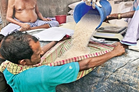 BANGLADESH: Food security: Trying new rice cultivation method | SRI Global News: Nov. 2024 - Jan. 2025  *SRI-Rice  --     System of Rice Intensification | Scoop.it