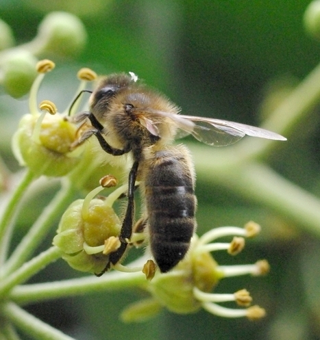 Sur l'audace des abeilles | EntomoNews | Scoop.it