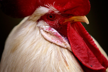 China closes markets, culls birds to curb H7N9 virus | Virology News | Scoop.it