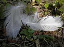 L'orientation client - une exp&eacute;rience de Christian Godefroy - TopLexis | Going social | Scoop.it