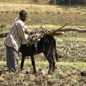 La riposte des paysans éthiopiens | Questions de développement ... | Scoop.it