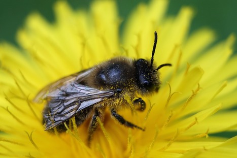 La contribution des insecticides néonicotinoïdes au déclin des abeilles est confirmée | Biodiversité | Scoop.it