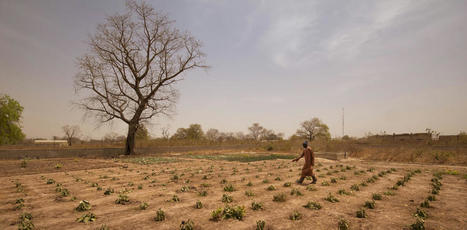 The zaï technique: how farmers in the Sahel grow crops with little to no water | SCIENCES DU VEGETAL | Scoop.it