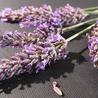 Aromathologie