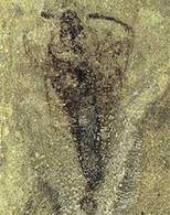 Is Strudiella a Devonian insect? | Insect Archive | Scoop.it