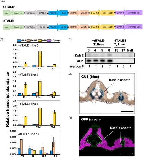 A single promoter‐TALE system for tissue‐specific and tuneable expression of multiple genes in rice - Plant Biotech. J. | TAL effector science | Scoop.it