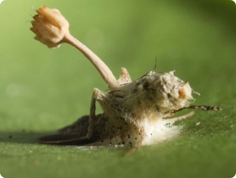 Quatre espèces de champignons qui transforment les fourmis en zombis | EntomoScience | Scoop.it