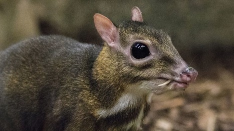 El ciervo ratón: Reaparece una especie que se creía extinta | Bichos en Clase | Scoop.it