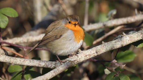 La r&eacute;serve naturelle s&rsquo;&eacute;tend vers les coteaux de Montcalm | La lettre de Toulouse | Scoop.it