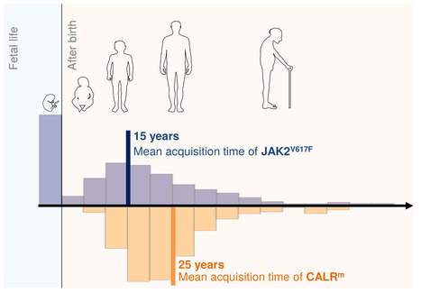 Vers un dépistage précoce des néoplasmes myéloprolifératifs ? | Life Sciences Université Paris-Saclay | Scoop.it