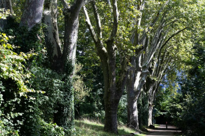 Un été à l’ombre des arbres : des balades au cœur de la Ceinture verte  | Thématique Itinérance douce | Scoop.it