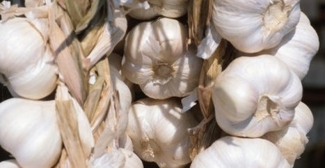 Come coltivare l'aglio in balcone in 6 mosse | Orto, Giardino, Frutteto, Piante Innovative e Antiche Varietà | Scoop.it