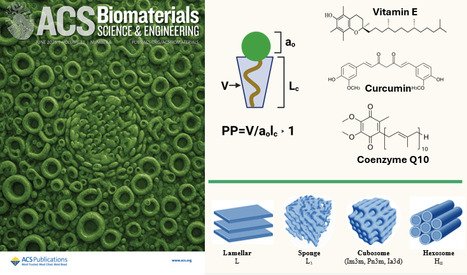Nanostructuration et activité antioxydante des nanothérapeutiques conçus par auto-assemblage de lipides naturels et de phytoconstituants | Life Sciences Université Paris-Saclay | Scoop.it