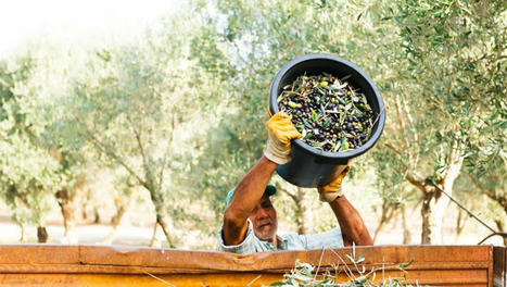 MEDITERRANEAN Oil crisis: How OLIVE FARMERS are adapting to climate change to preserve a cultural commodity | CIHEAM Press Review | Scoop.it