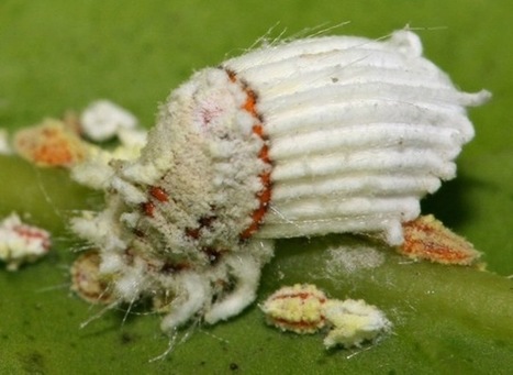 Des insectes hermaphrodites fécondent leurs filles avec du sperme parasite. - GuruMeditation | EntomoScience | Scoop.it