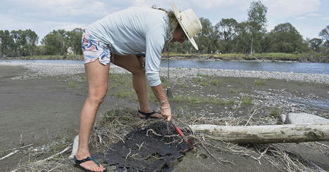 Petroleum asphalt remains in Yellowstone River after derailment cleanup / le 21.08.2023 | Pollution accidentelle des eaux (+ déchets plastiques) | Scoop.it
