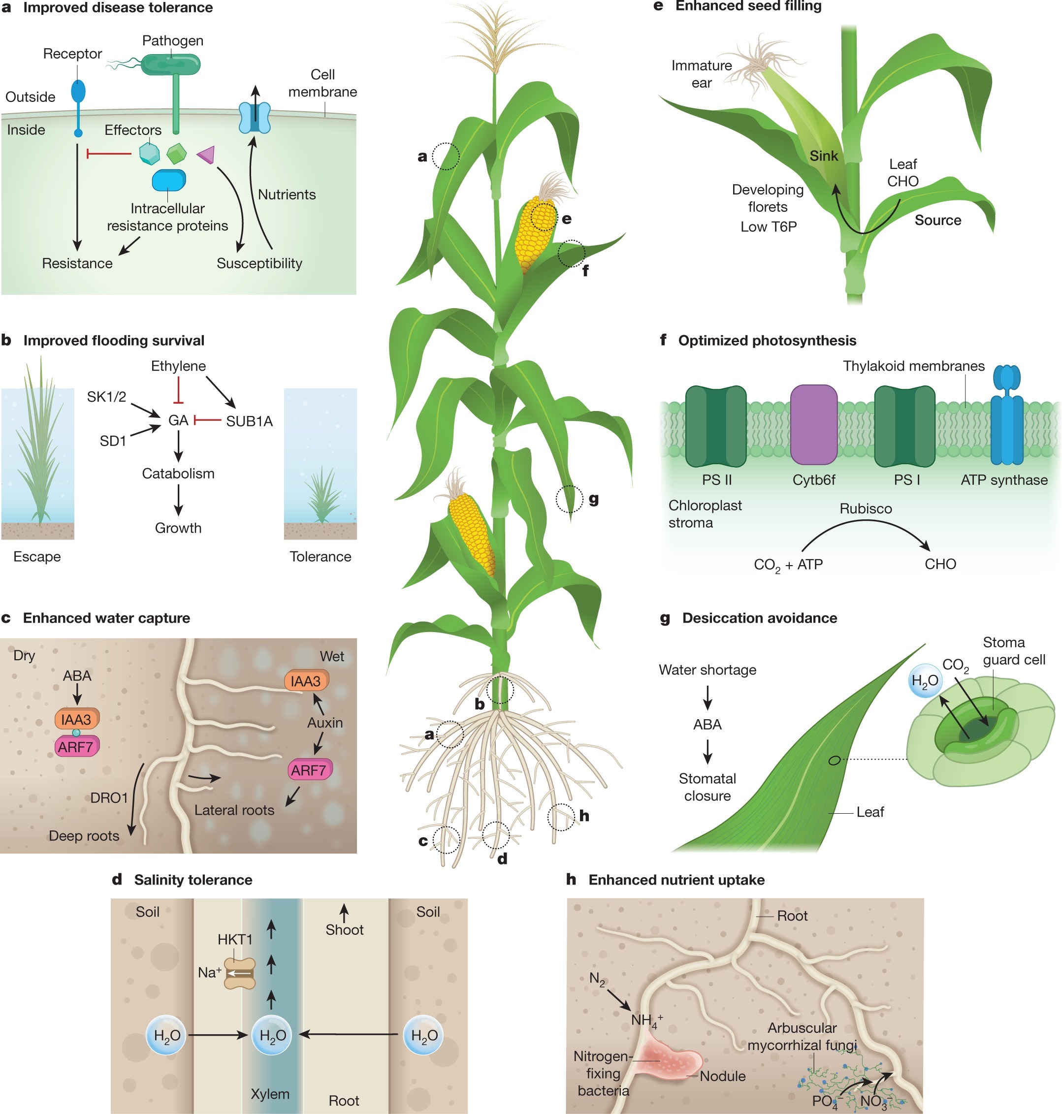 genetic-strategies-for-improving-crop-yields