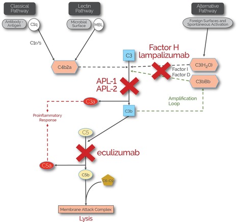 Our Science | Apellis Pharmaceuticals | Immunology and Biotherapies | Scoop.it