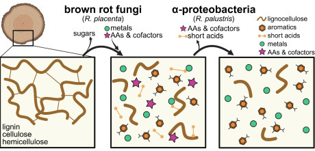 Leveraging a genetically tractable alphaproteobacterium reveals molecular determinants of bacterial growth in fungal-decayed wood | brvm | RMH | Scoop.it