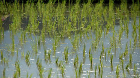 DURABILITES : El Ni&ntilde;o pourrait menacer le riz, mais des plantes montrent d&eacute;j&agrave; des strat&eacute;gies de survie | DURABILITES | Scoop.it