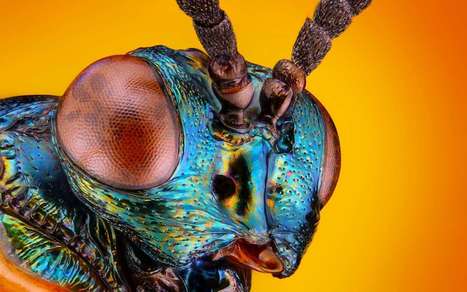 Intelligence artificielle : L'IA du futur se trouve peut-être dans le cerveau des insectes, selon la Darpa* | EntomoNews | Scoop.it