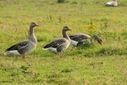 Les viandards français sont-ils plus cons que la moyenne ? - Ça branle dans le manche | Planète, Nature et Biodiversité | Scoop.it