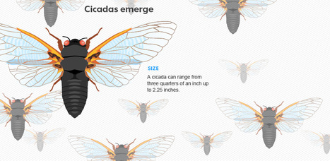 Waiting in the wings this spring: Cicadas! | Insect Archive | Scoop.it