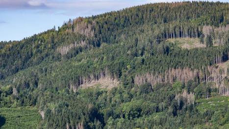 Sécheresse : "Des forêts commencent à mourir" en France, alerte une hydroclimatologue | SCIENCES DU VEGETAL | Scoop.it